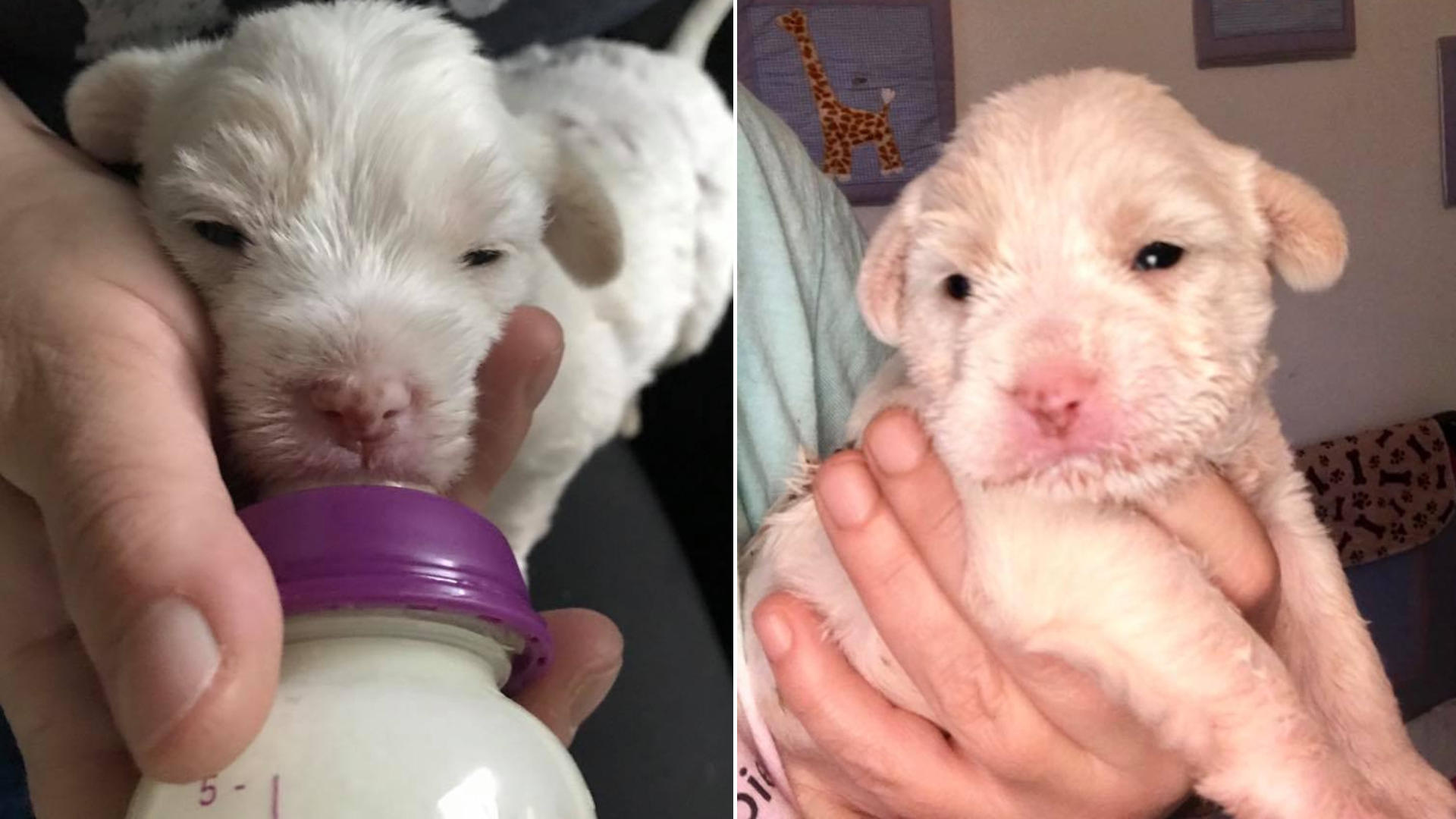 tiny puppy drinking bottle