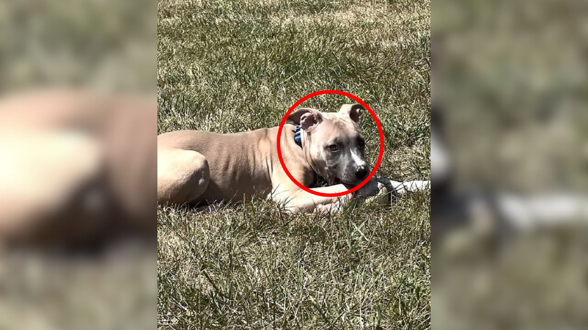 puppy lying on grass