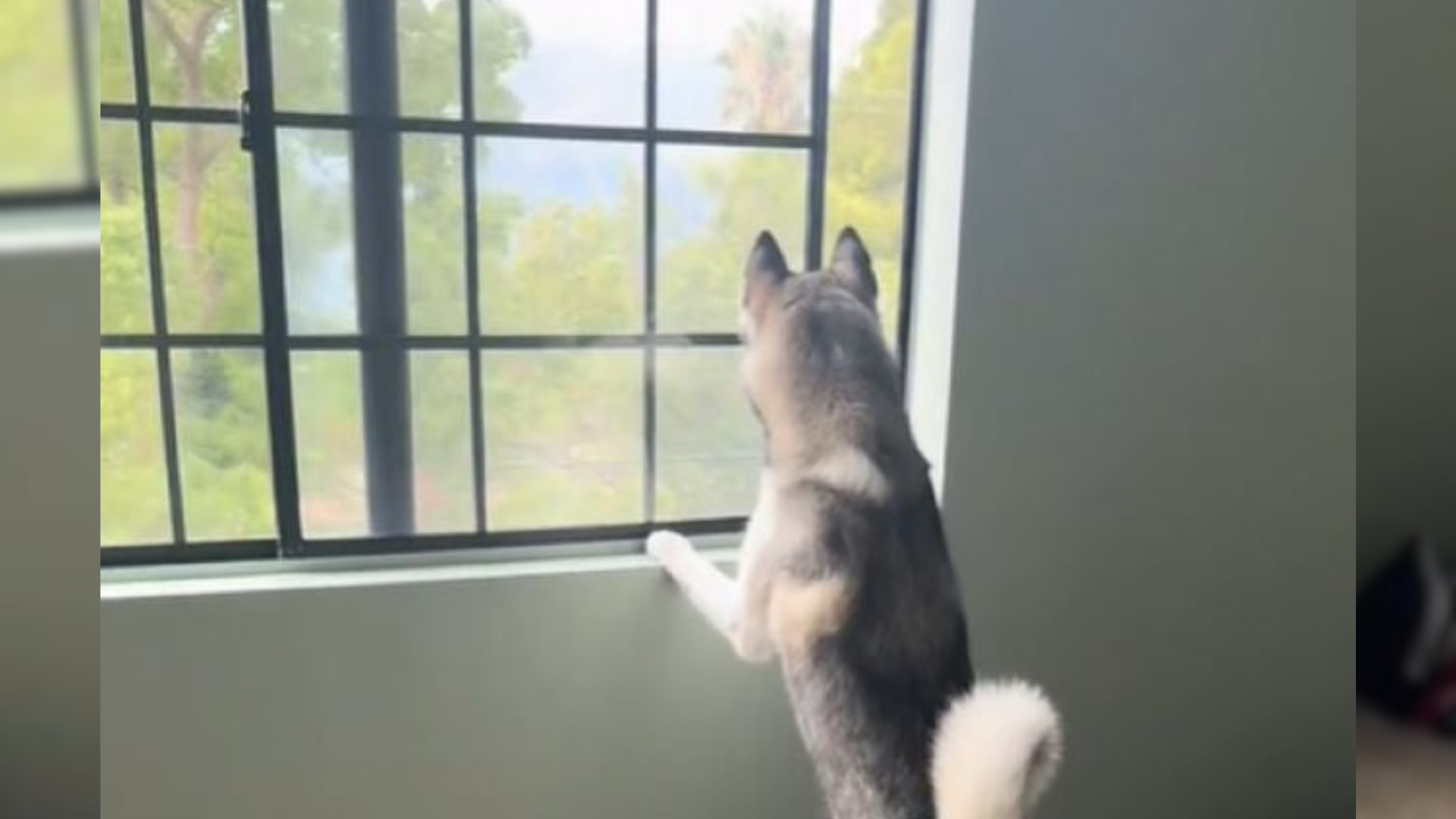 dog looking out of a window