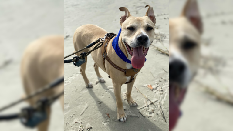 dog with harness