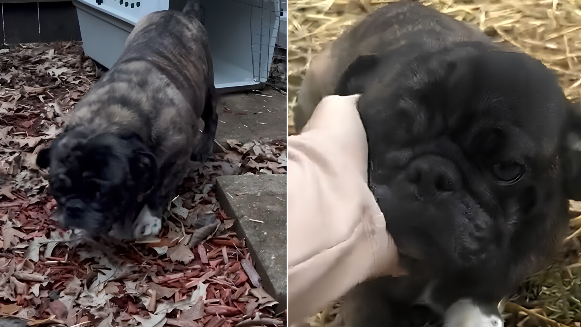 small black pug