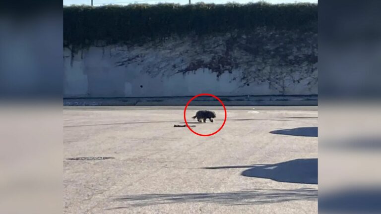 stray black dog
