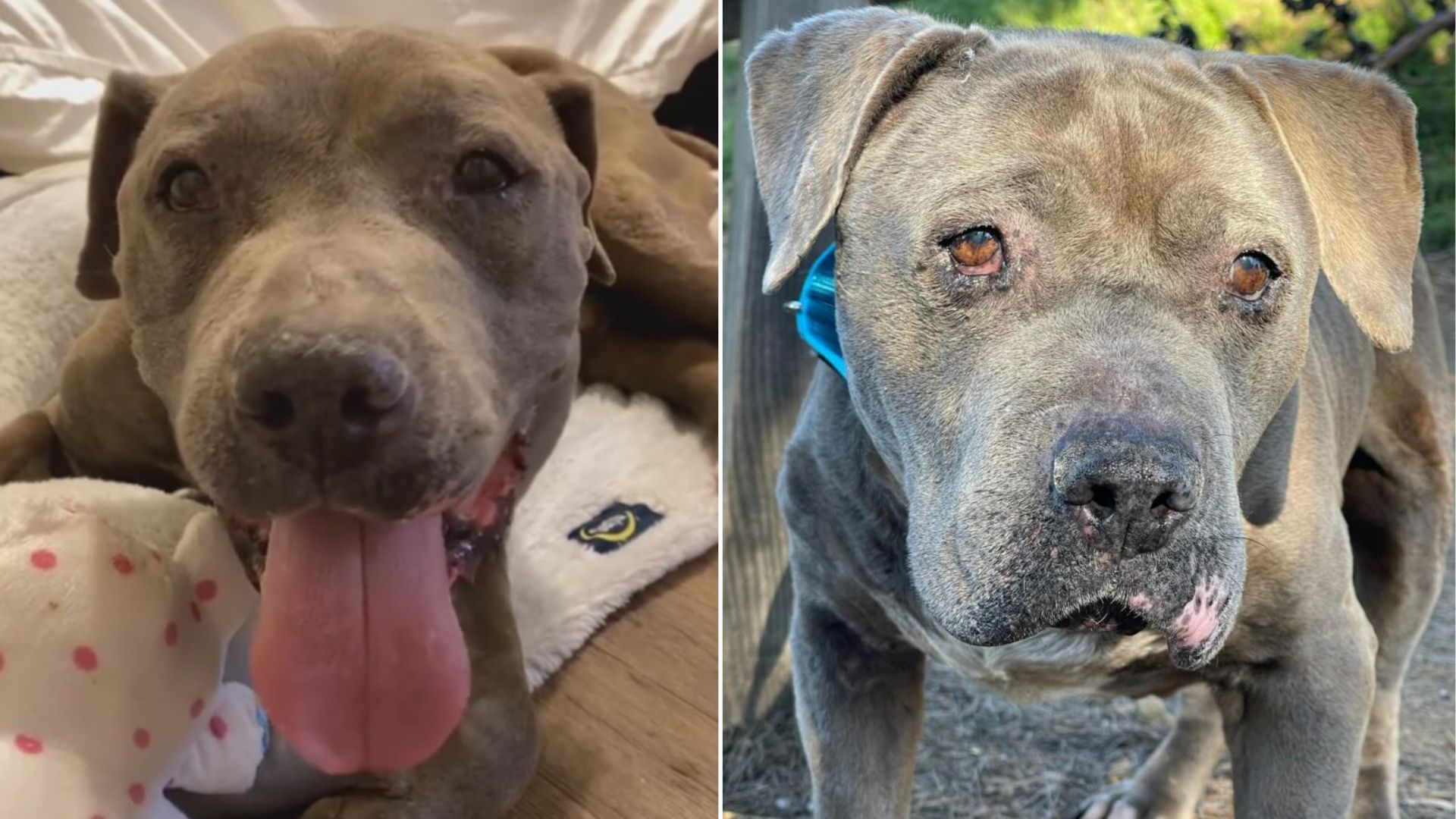 adorable senior dog