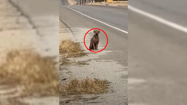 lonely stray dog