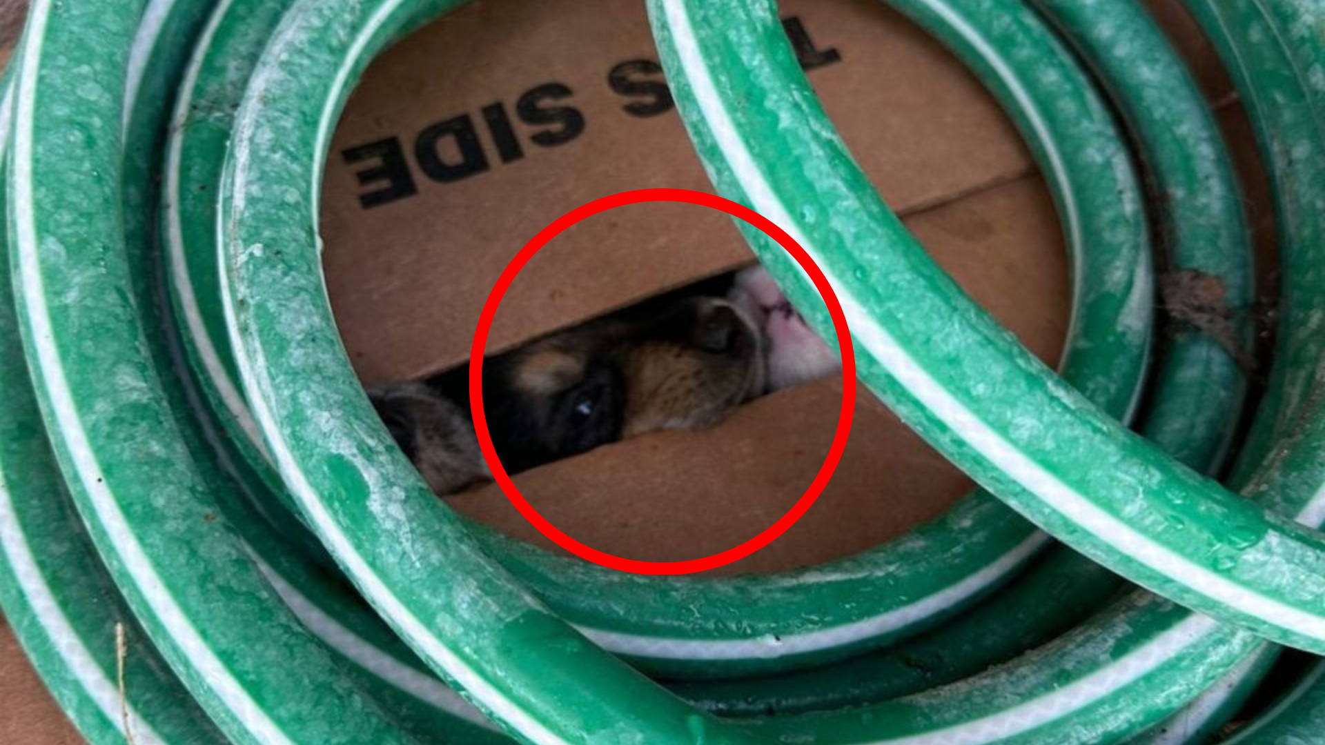 small animals in box
