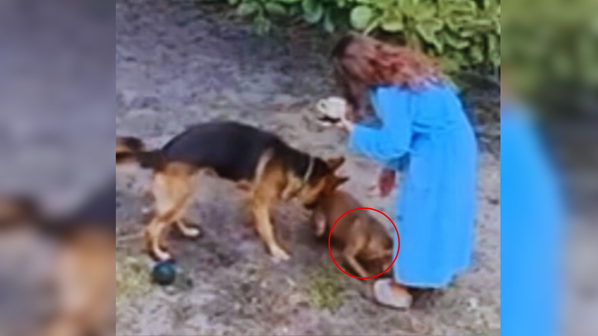 two dogs and woman