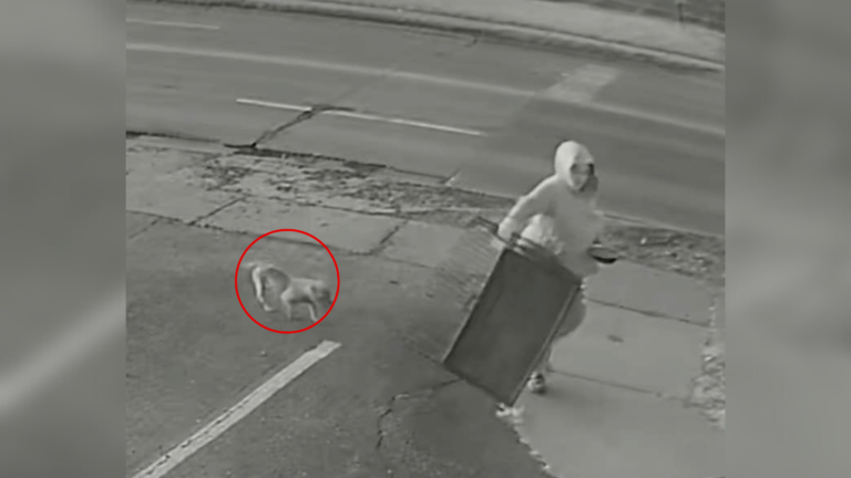 security footage dog abandonment