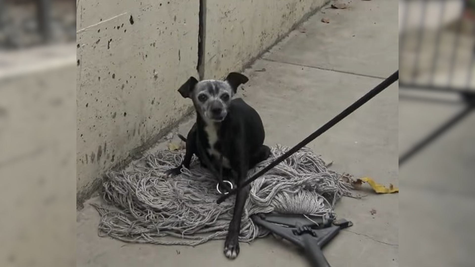 stray dog lying on mop