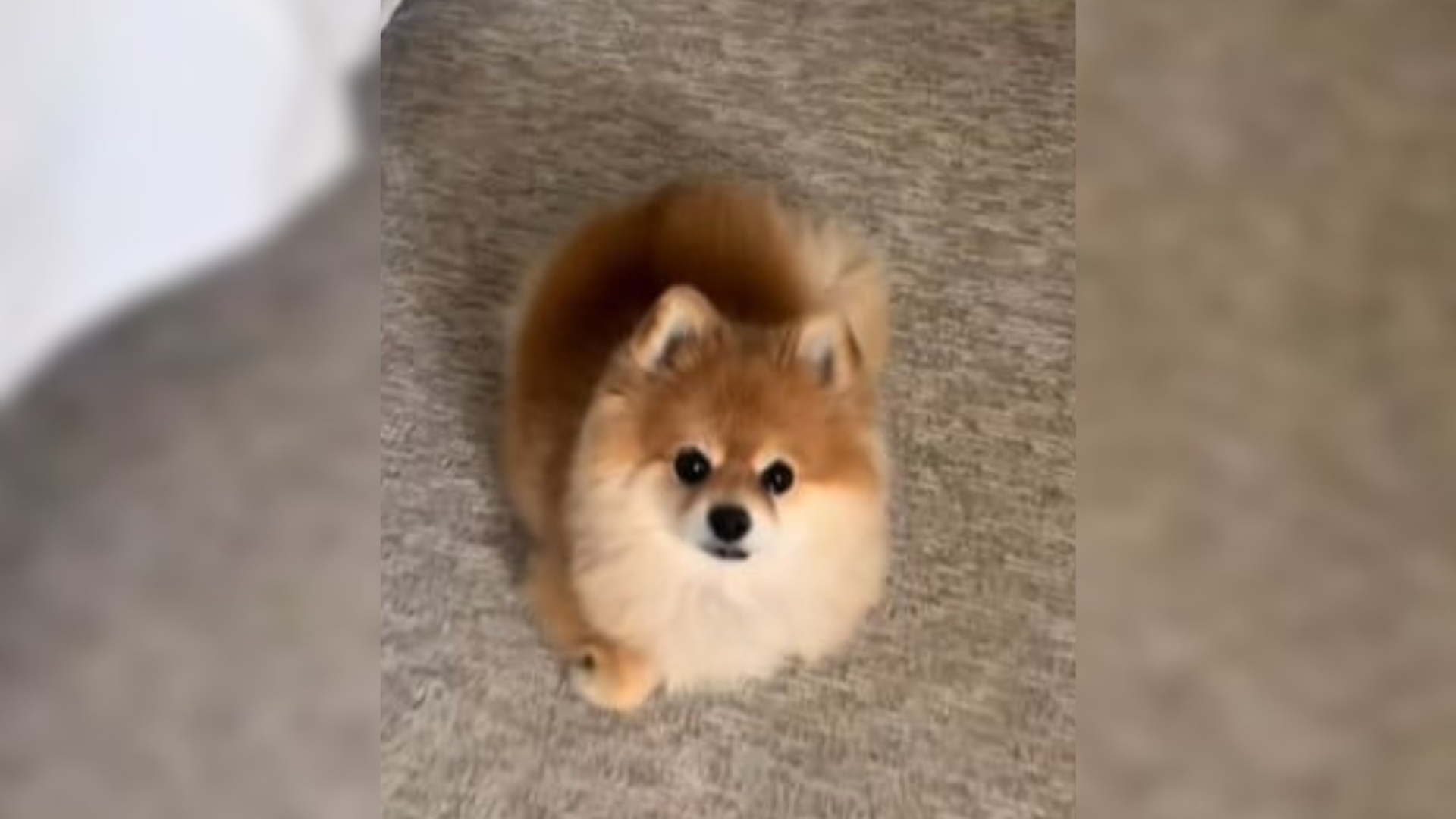 fluffy dog sitting of floor