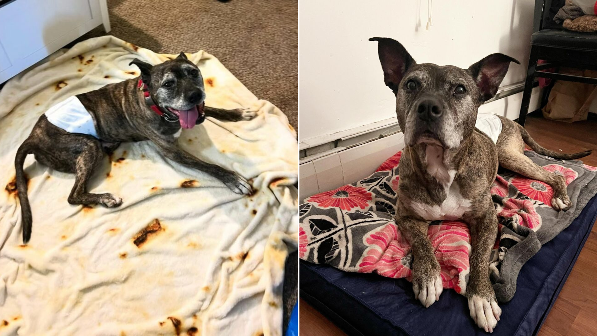 dog lying on blanket