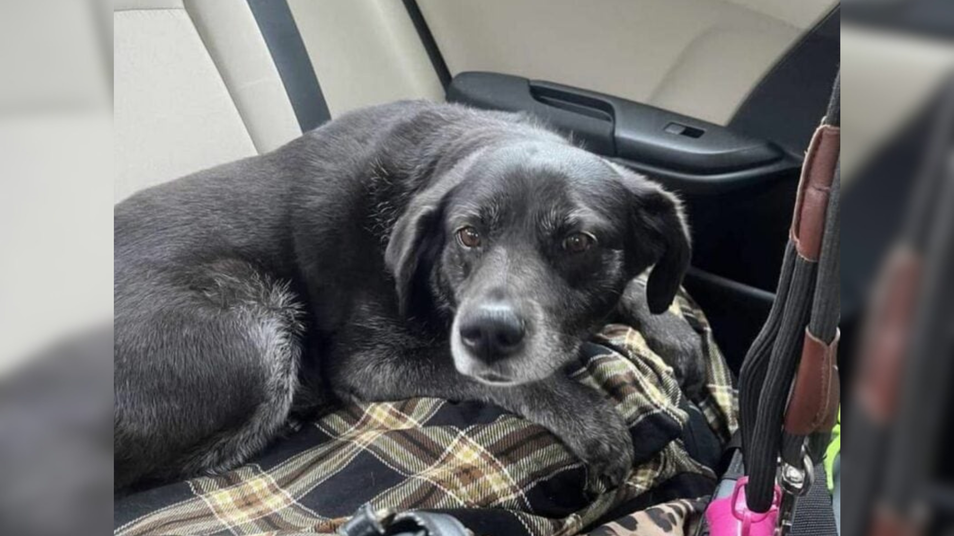 dog lying in car