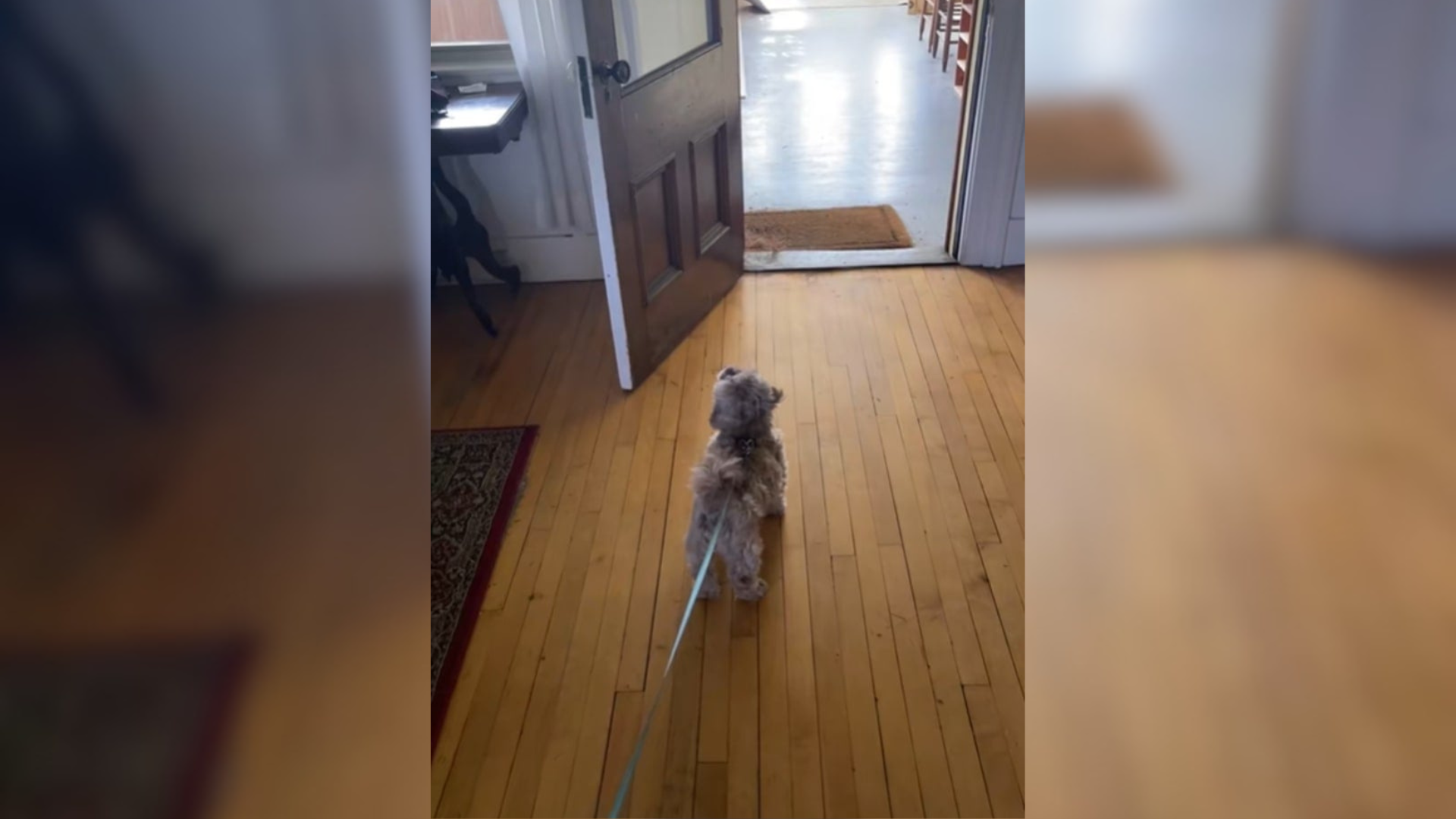dog looking at door