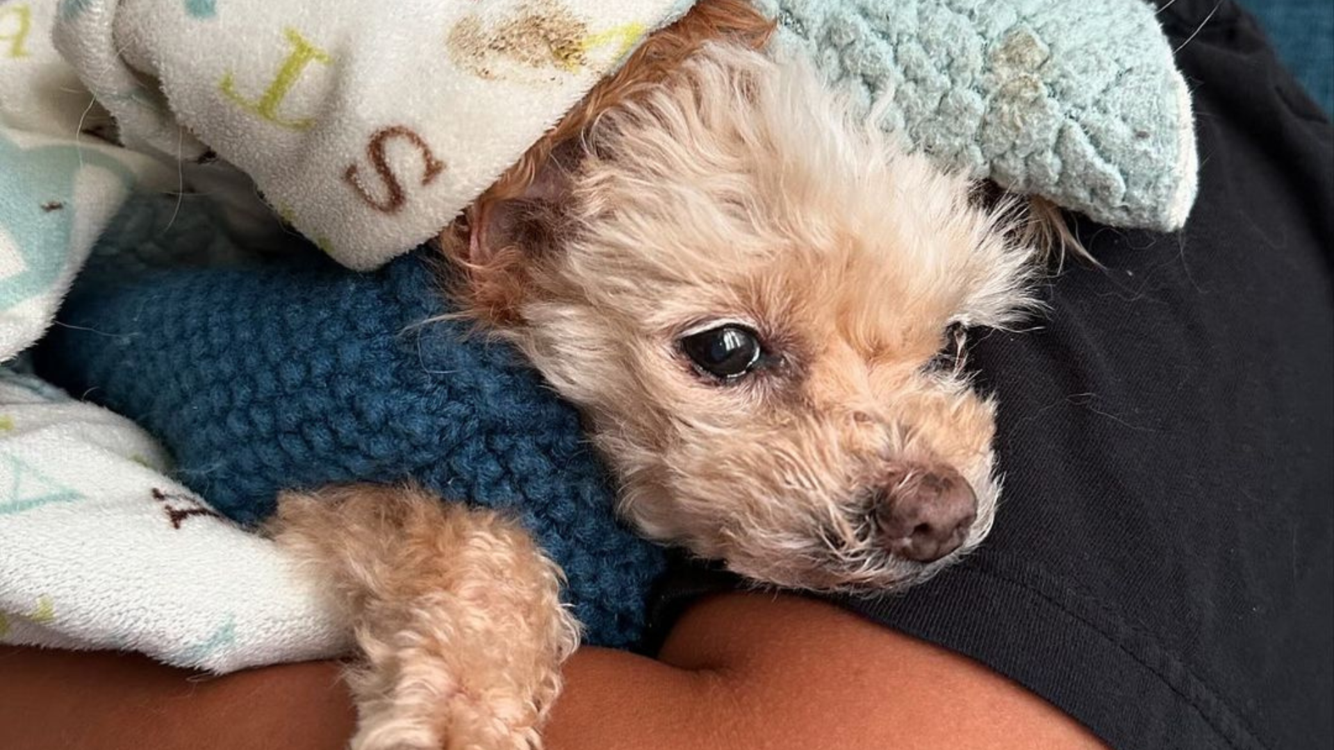 small dog in blankets