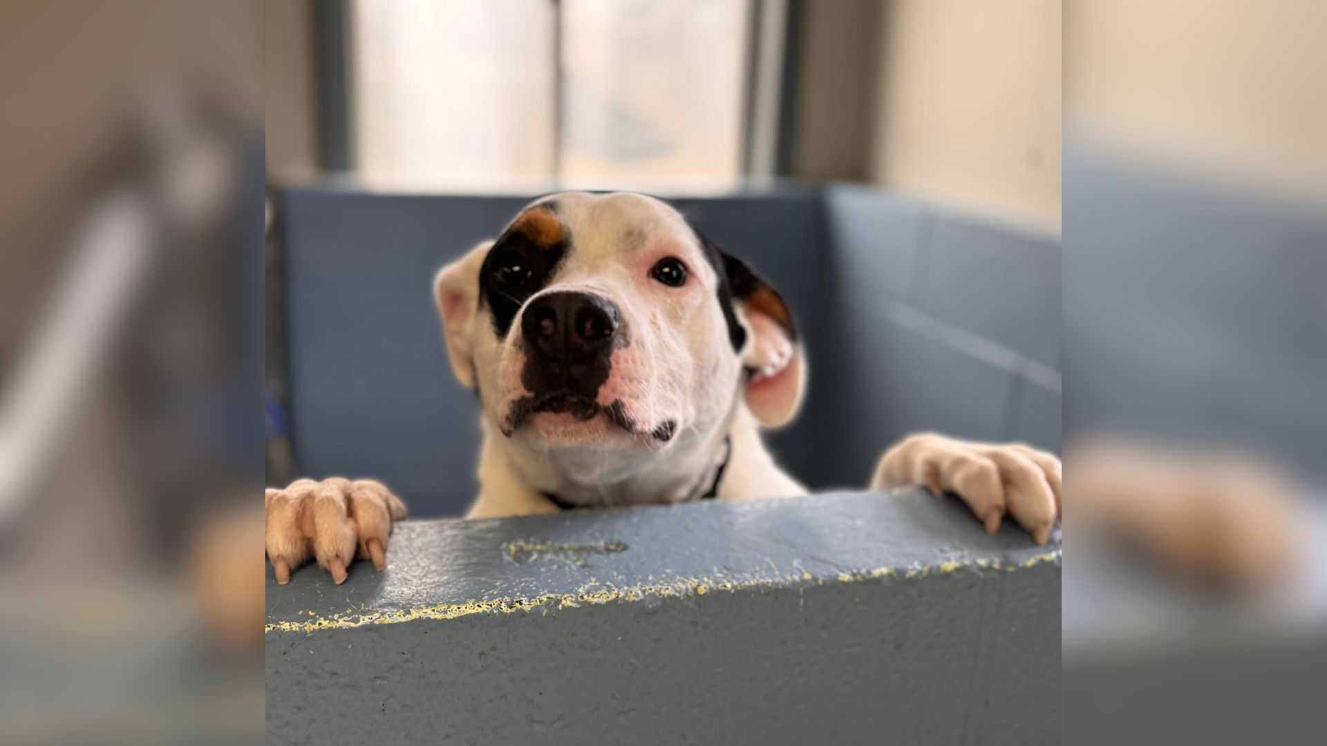 sweet dog in shelter