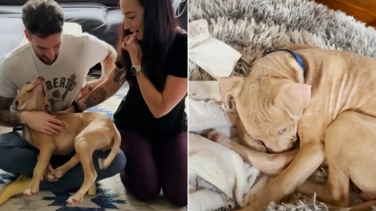 shy dog and couple