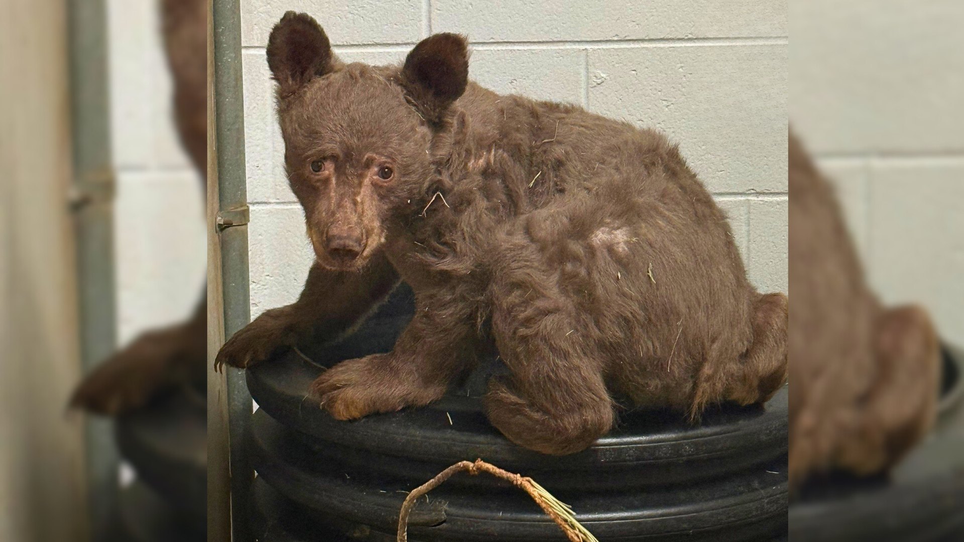sick baby bear
