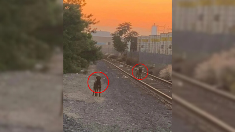 two dogs near rail tracks