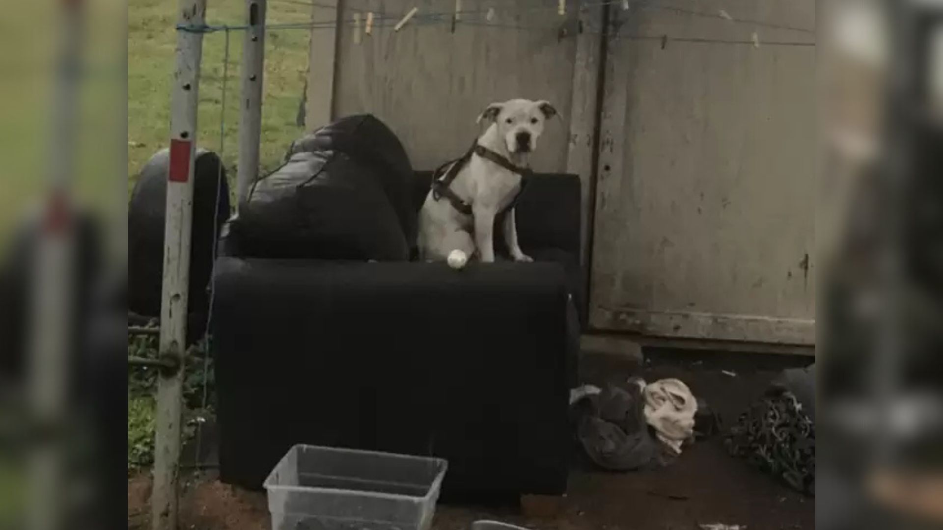 abandoned dog sitting