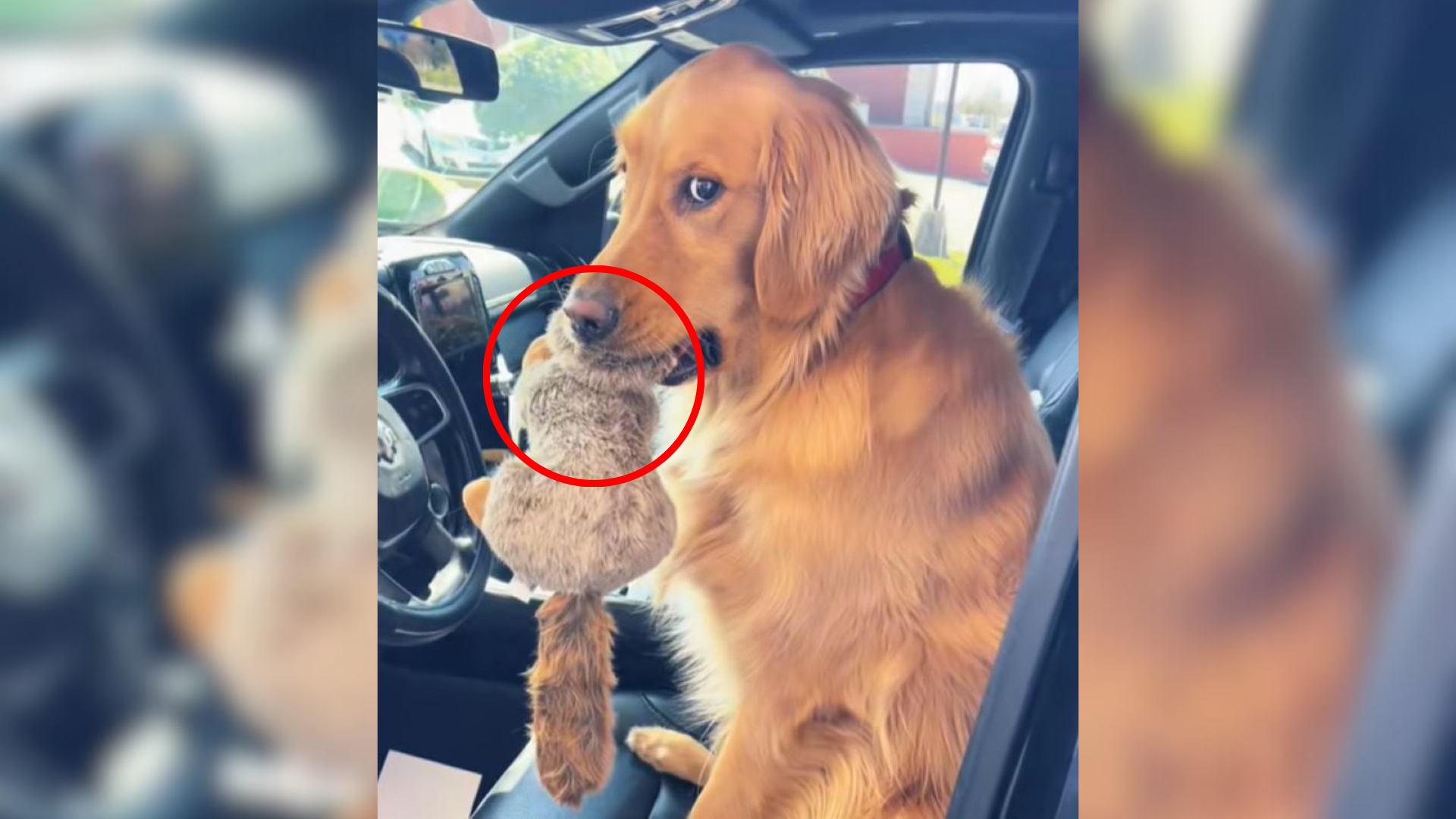 dog in car with toy