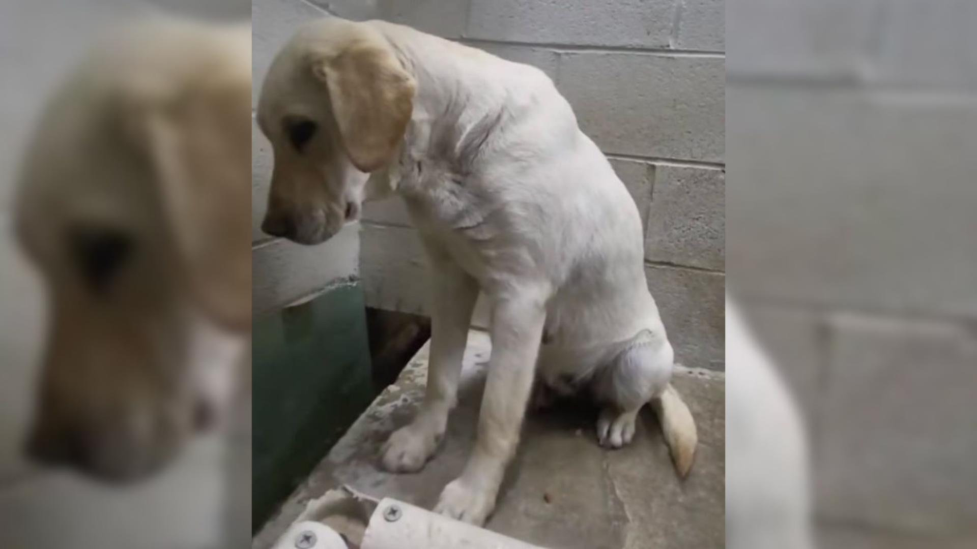 sad dog in shelter