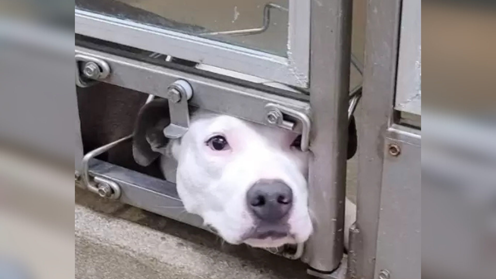 dog peeking under gate