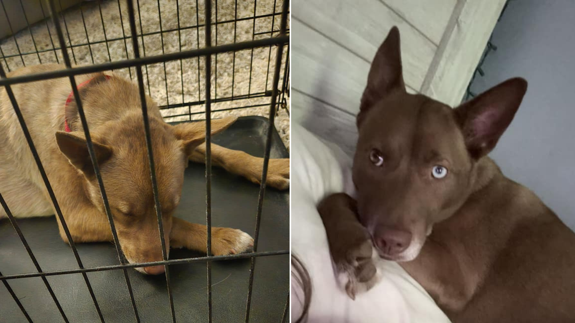dog in kennel