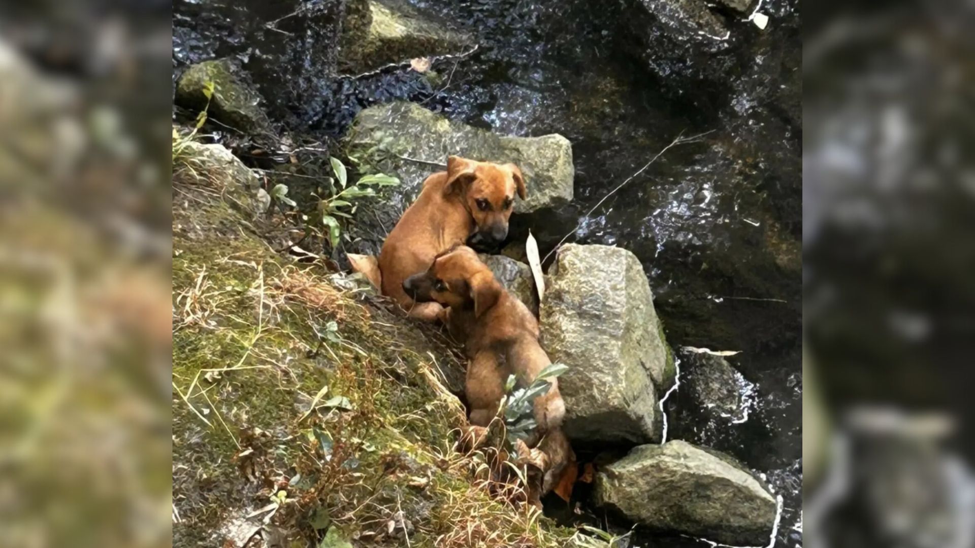 two sweet dogs in creek
