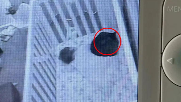 cat in baby's crib