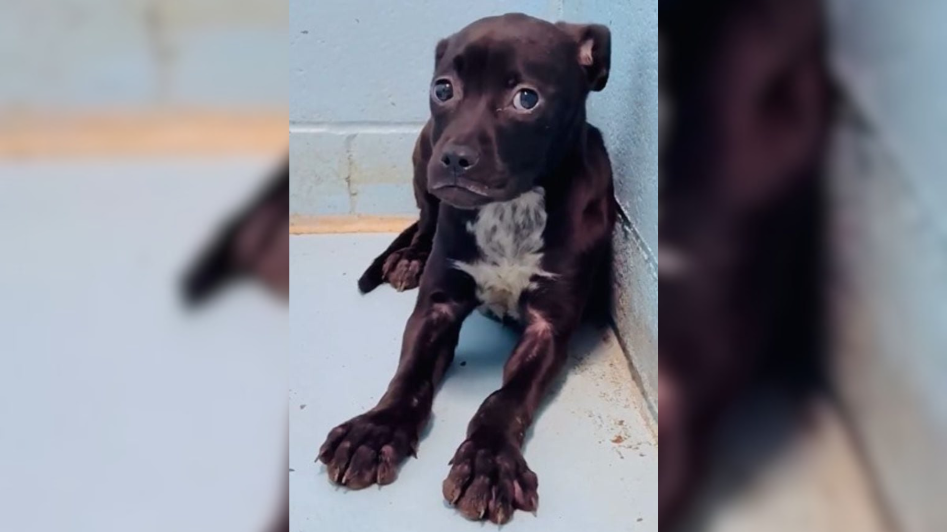 scared puppy in shelter
