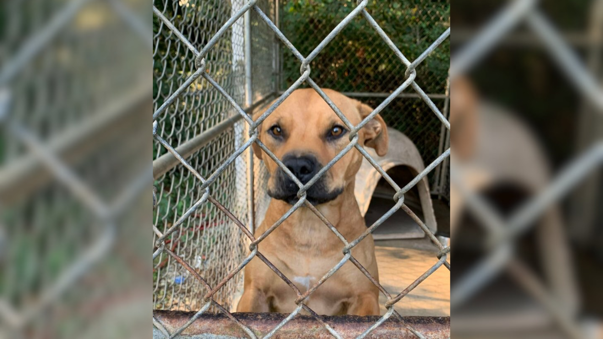 dog in kennel