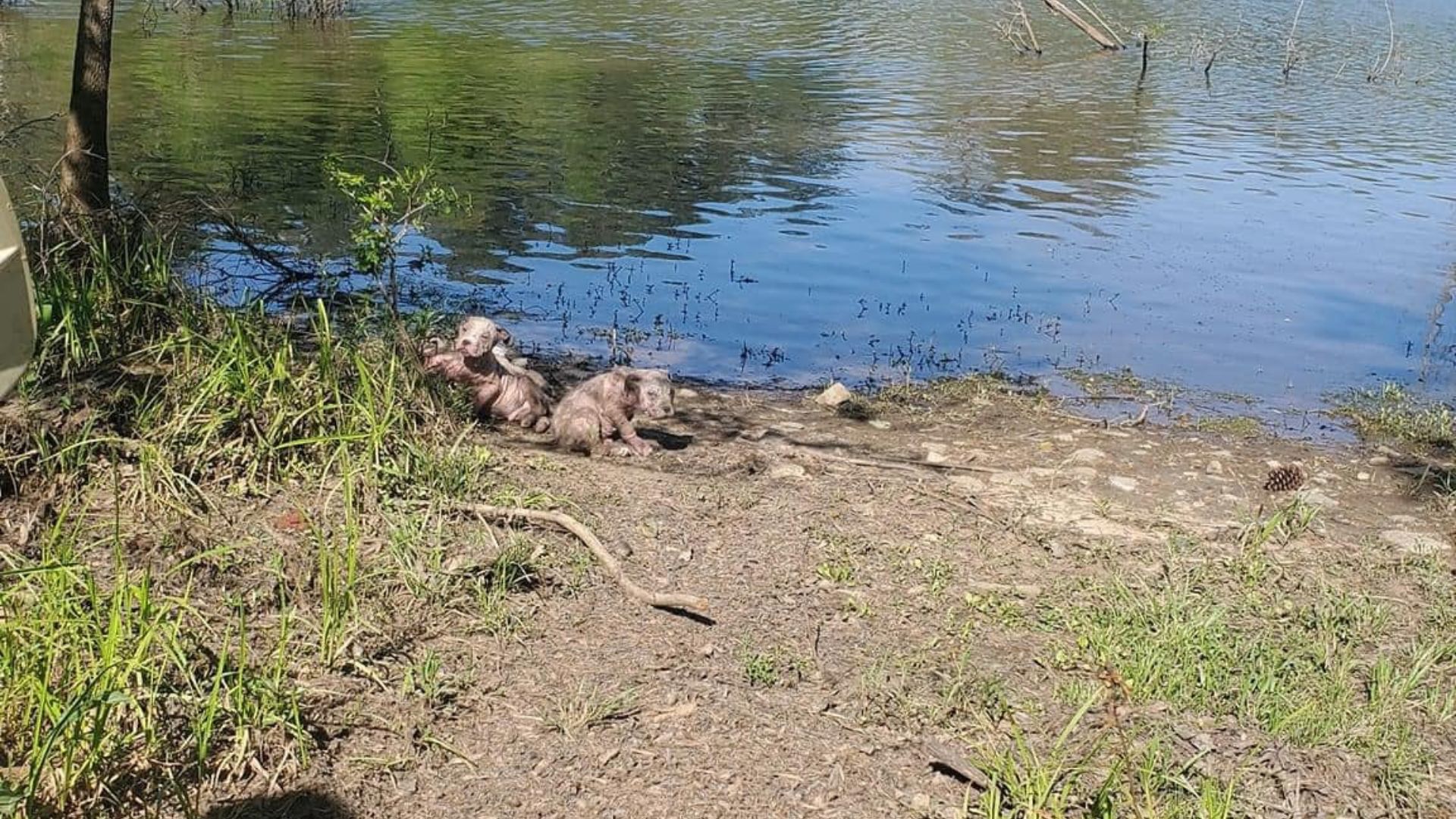 newborn puppies near water