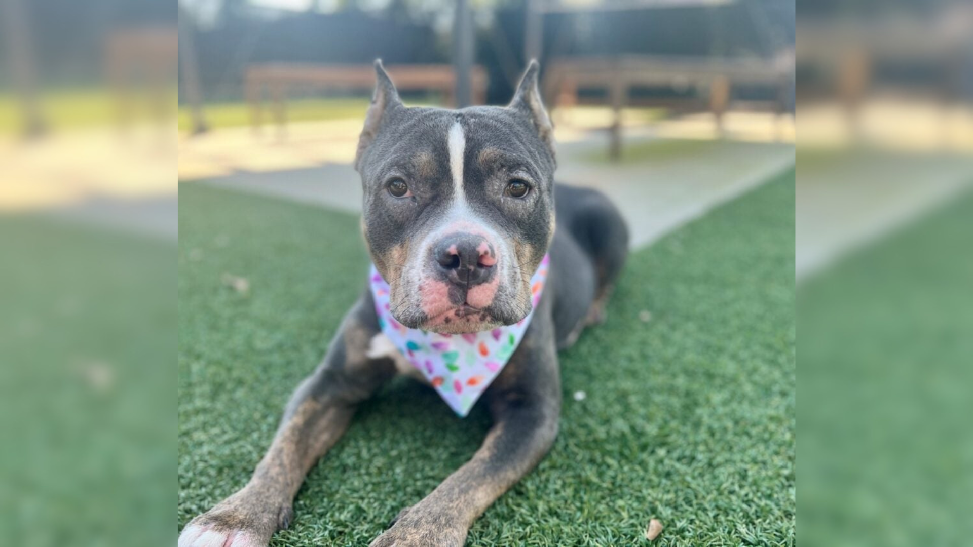 dog with scarf around neck