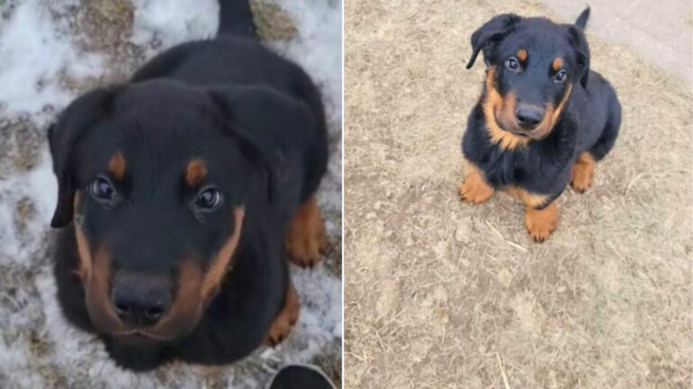 cute Rottweiler