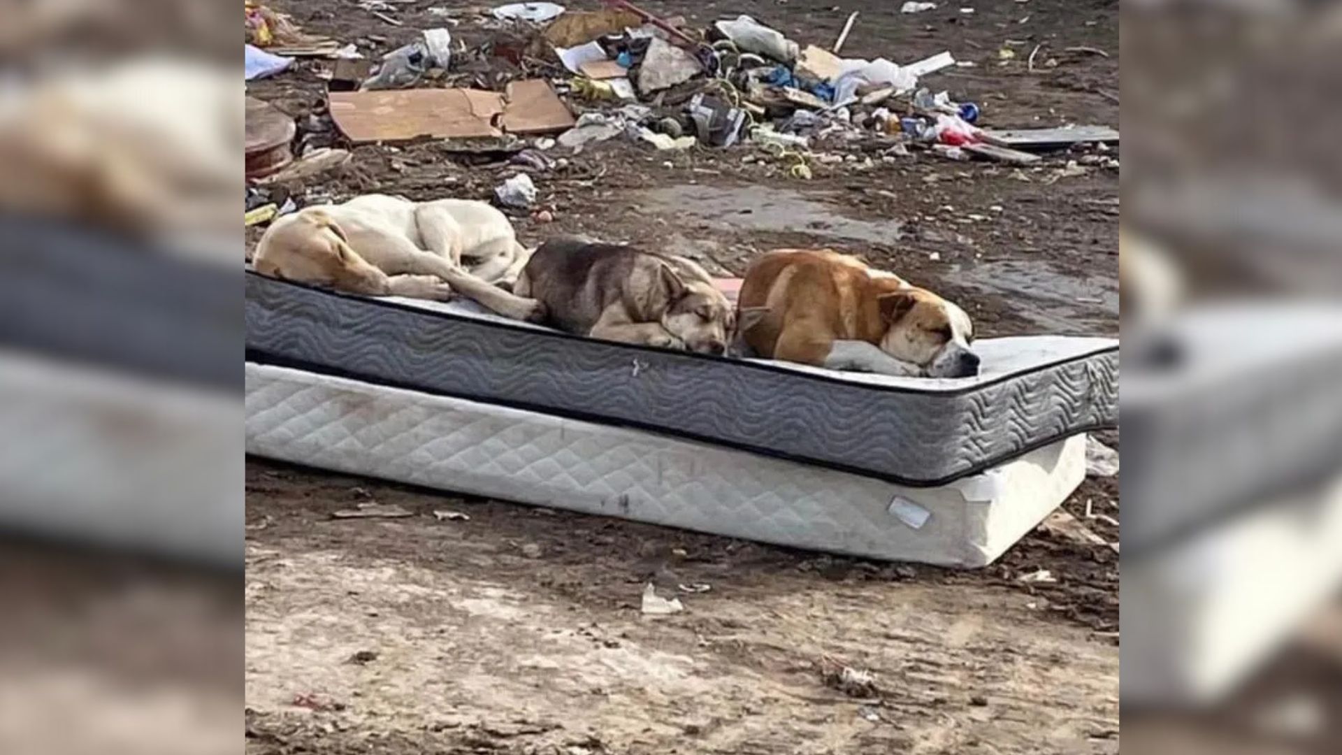 three dogs laying down