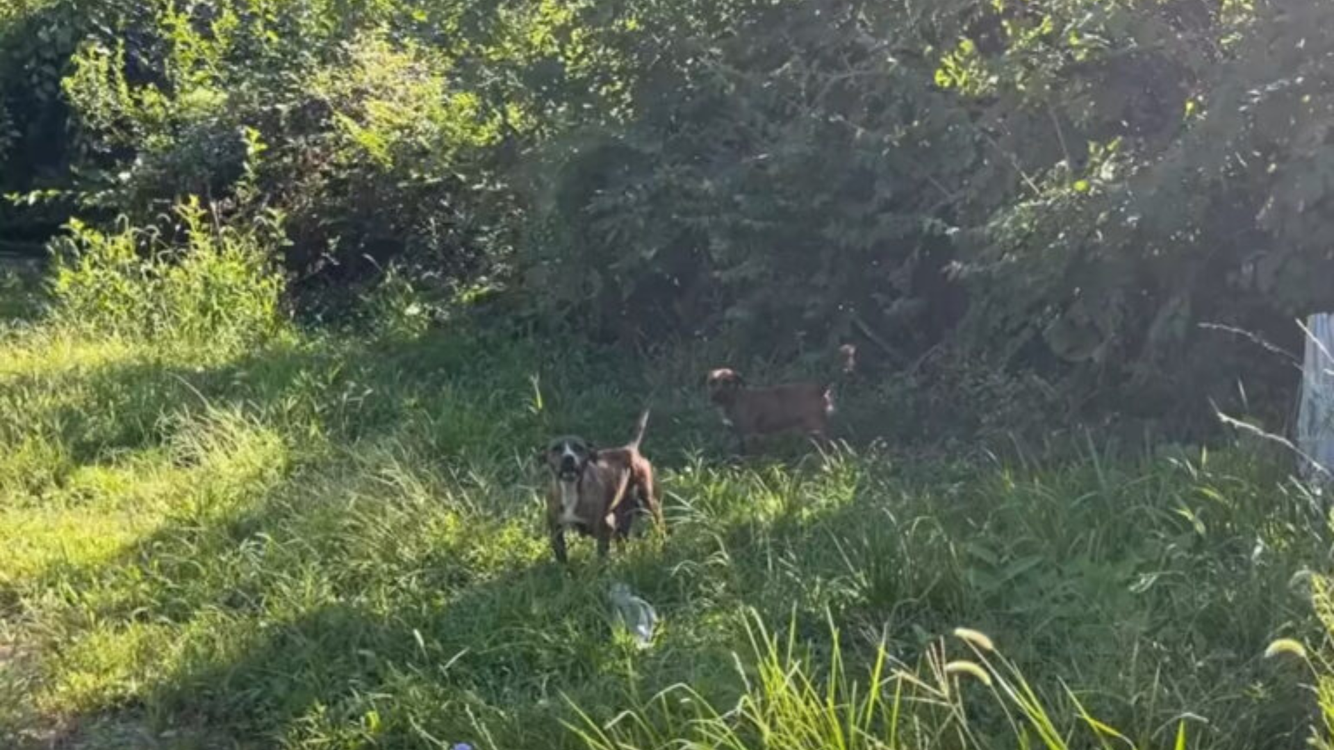 stray dogs in overgrown grass