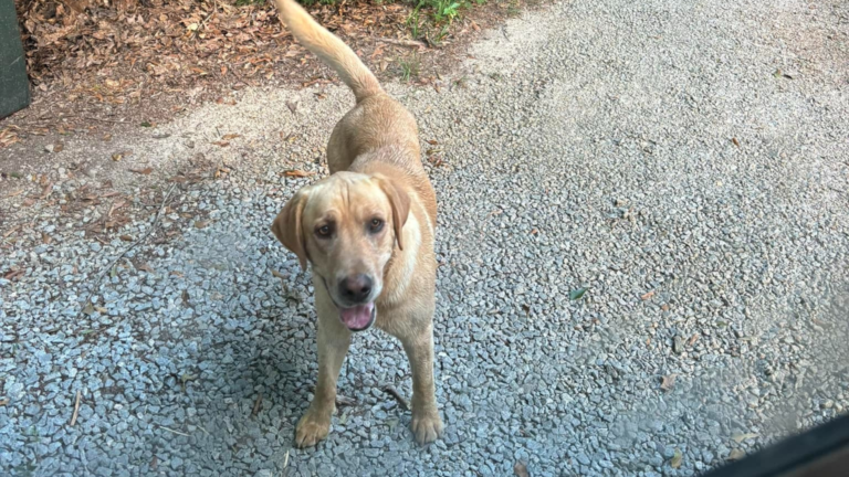 dog on road
