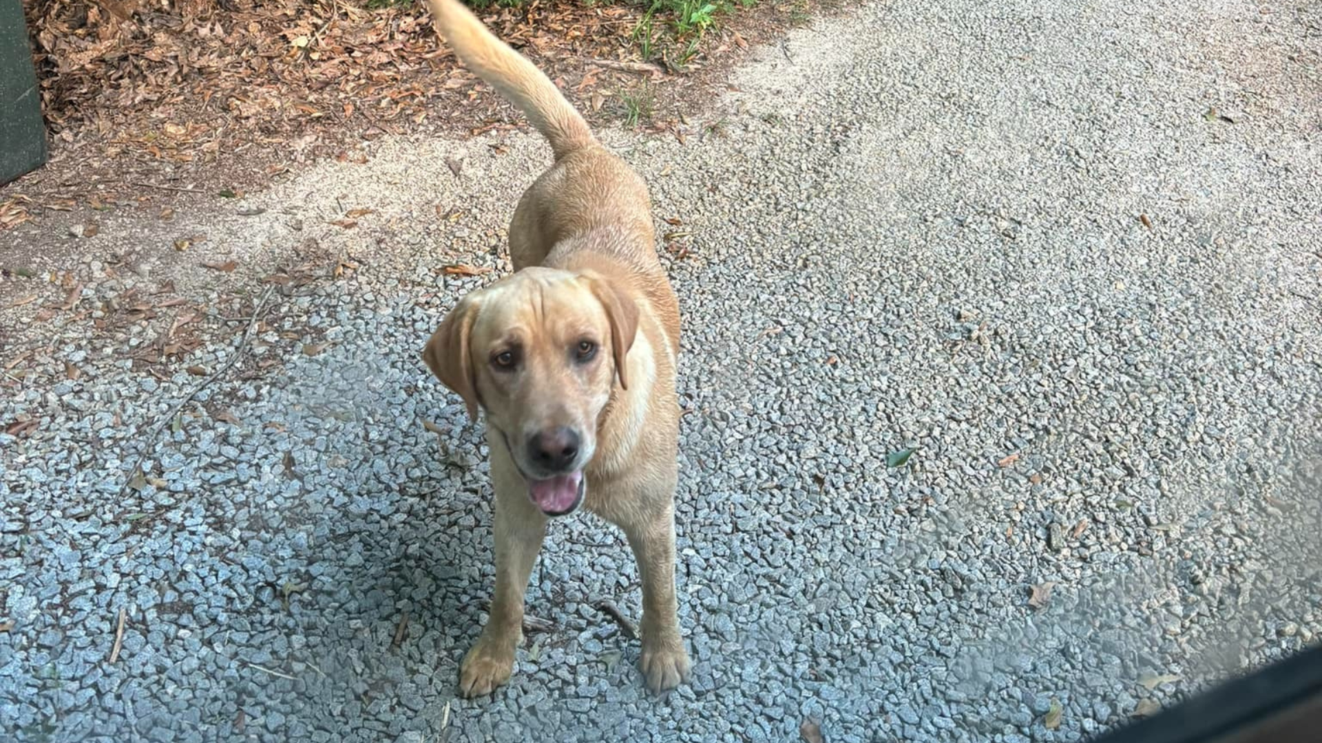 dog on road