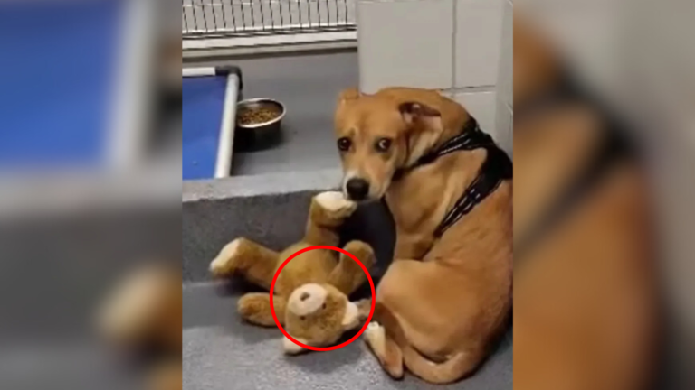 dog with teddy bear