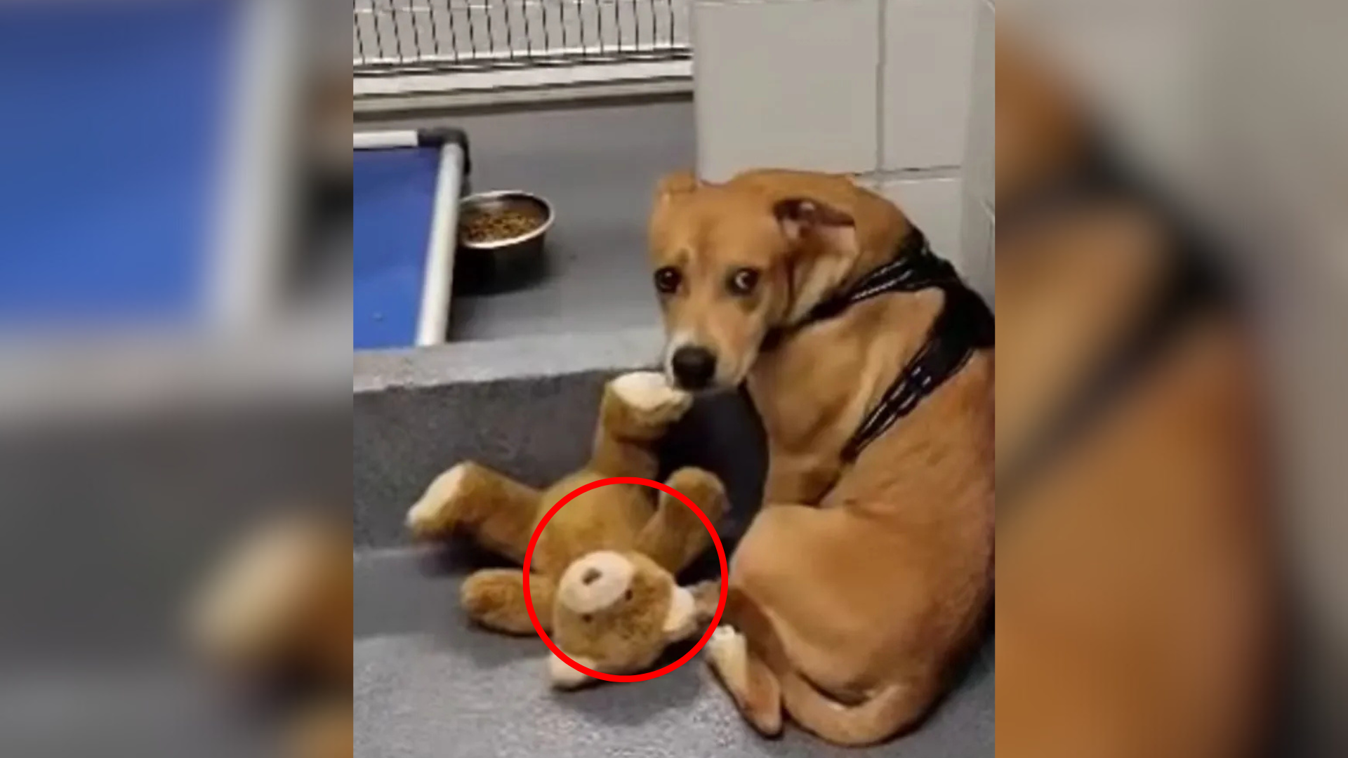 dog with teddy bear