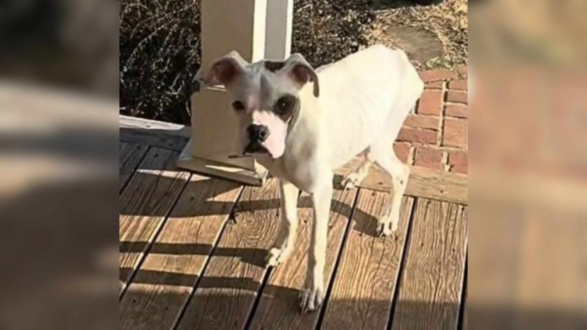 dog on porch