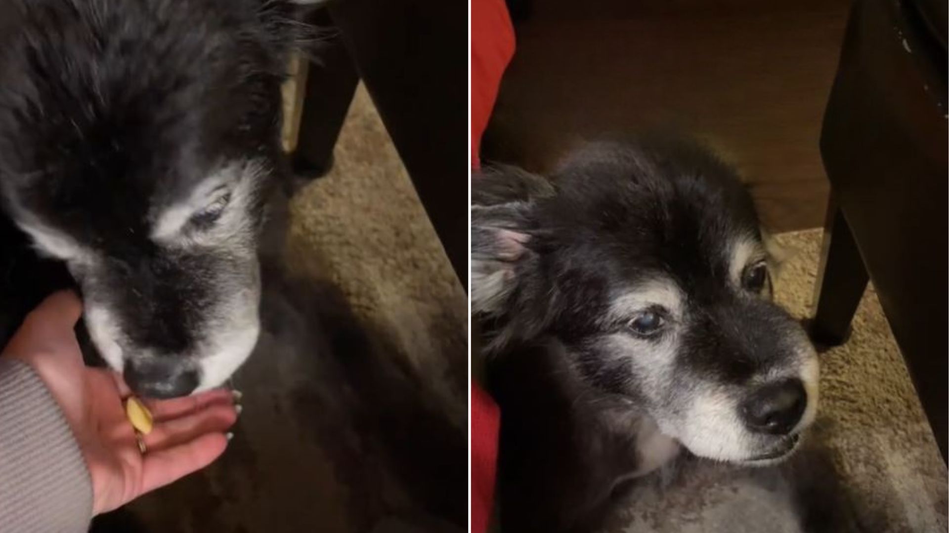 very cute dog
