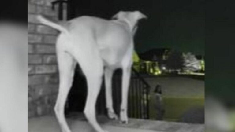 white dog on porch