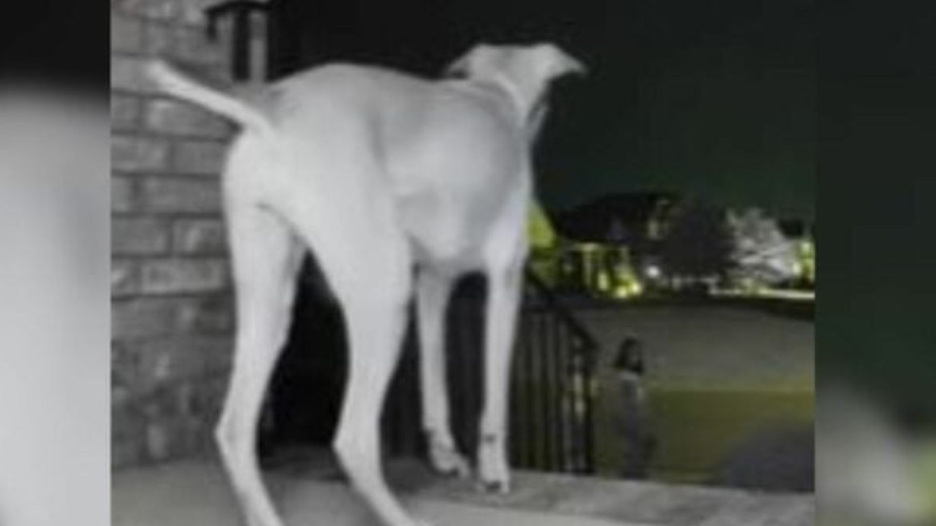 white dog on porch