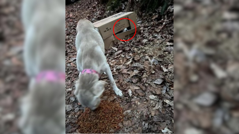 mother dog with puppies in box