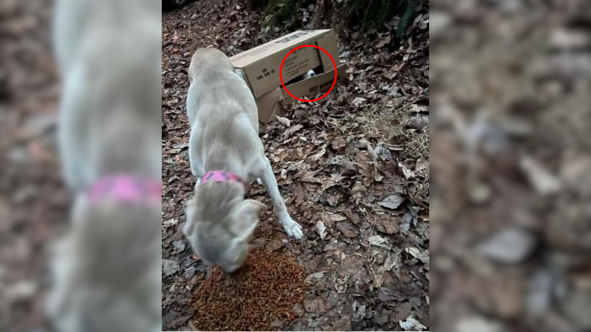 mother dog with puppies in box