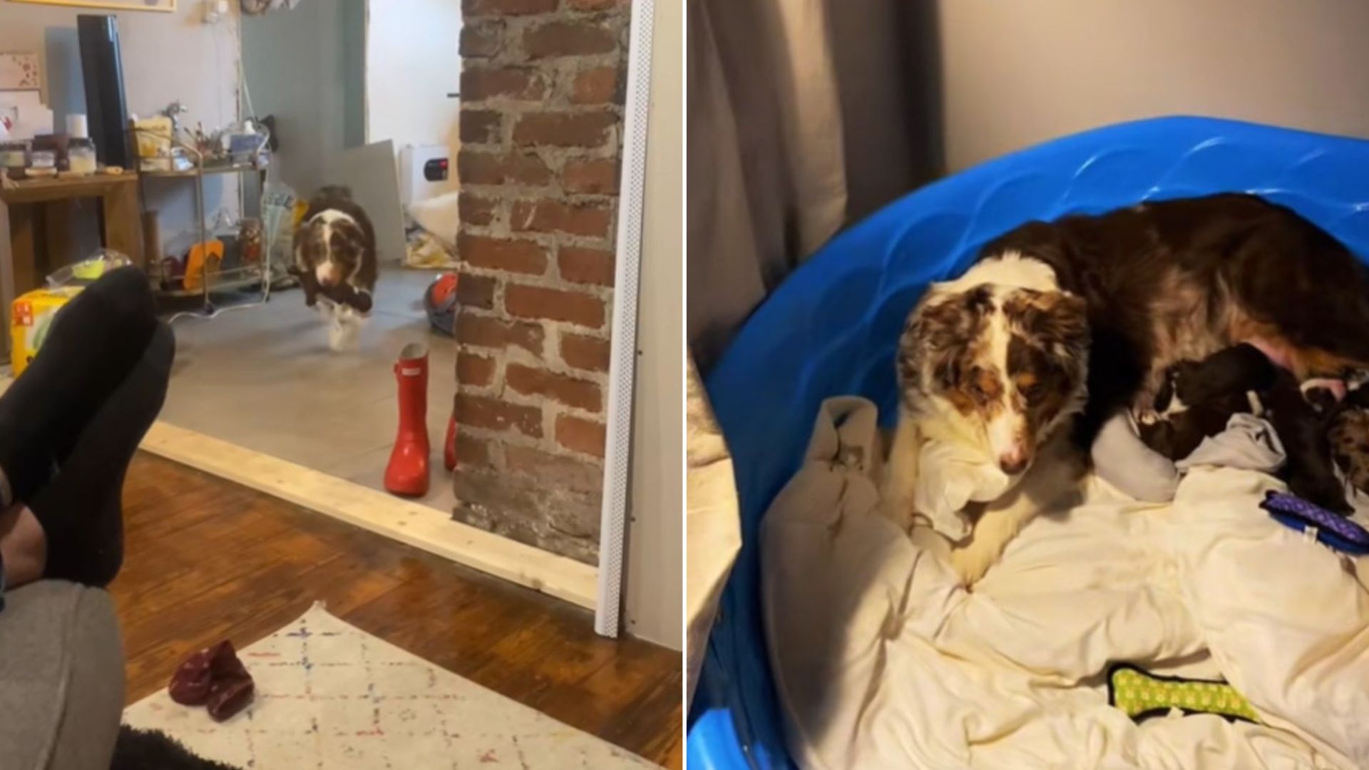 mother dog and puppies