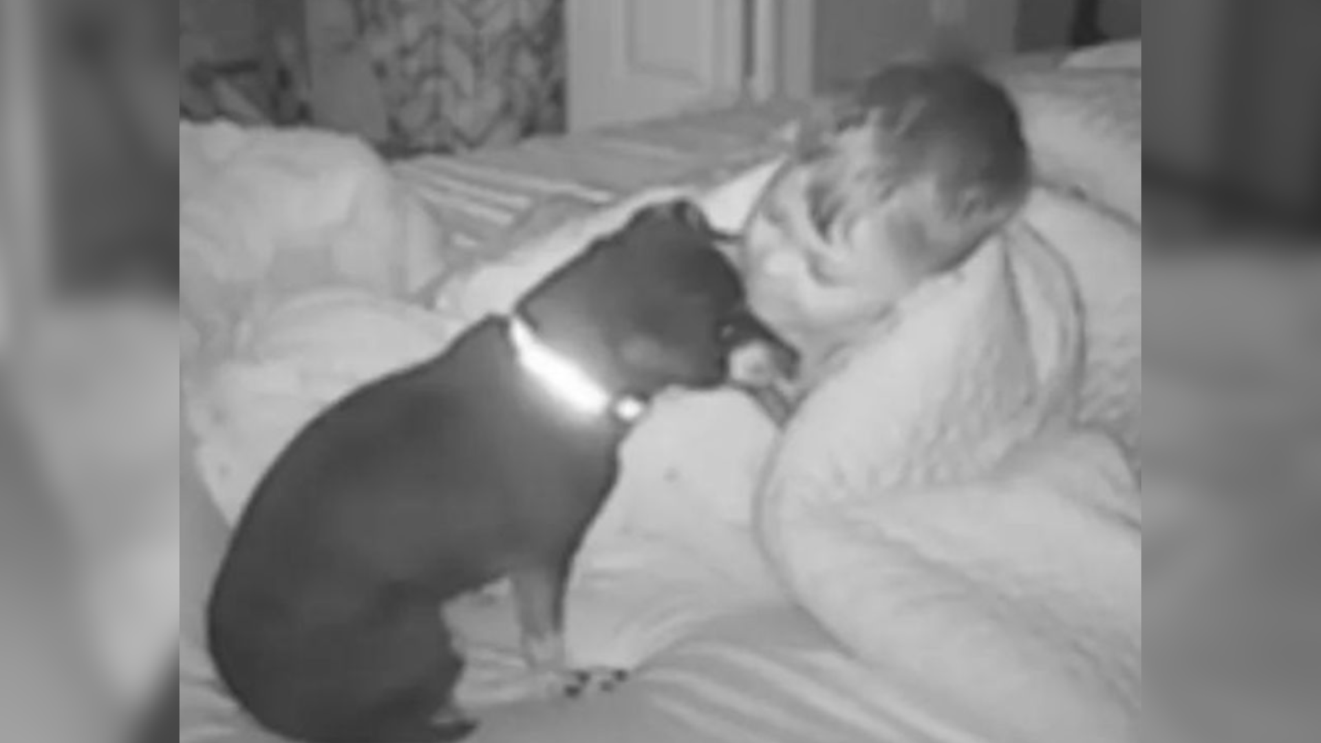 toddler and dog camera footage