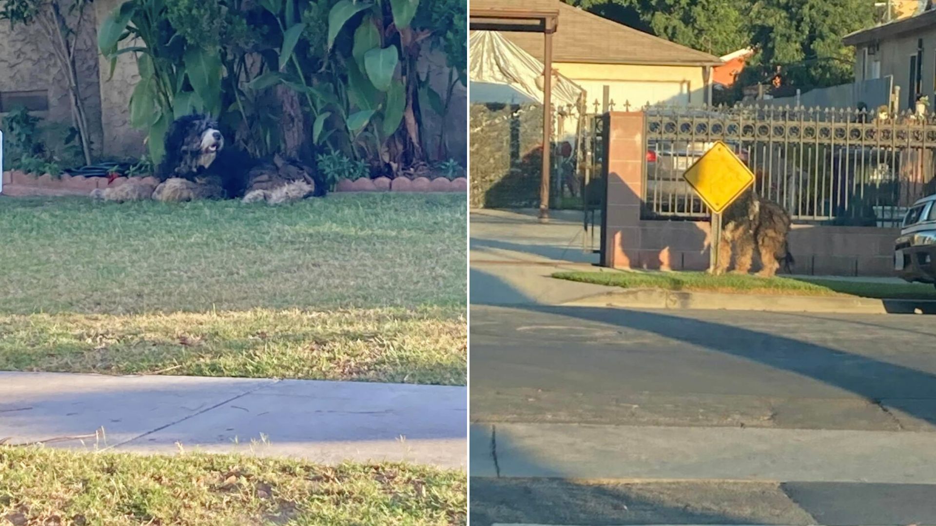 scared dog on road