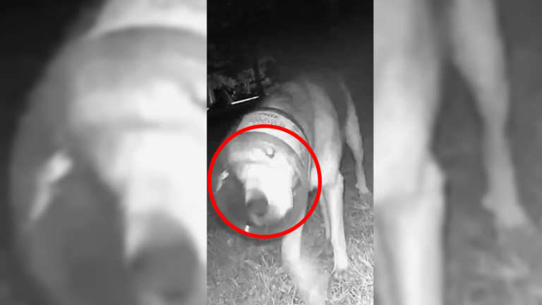 dog with jar stuck on head