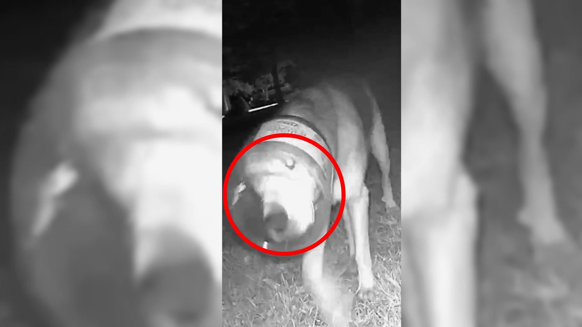 dog with jar stuck on head